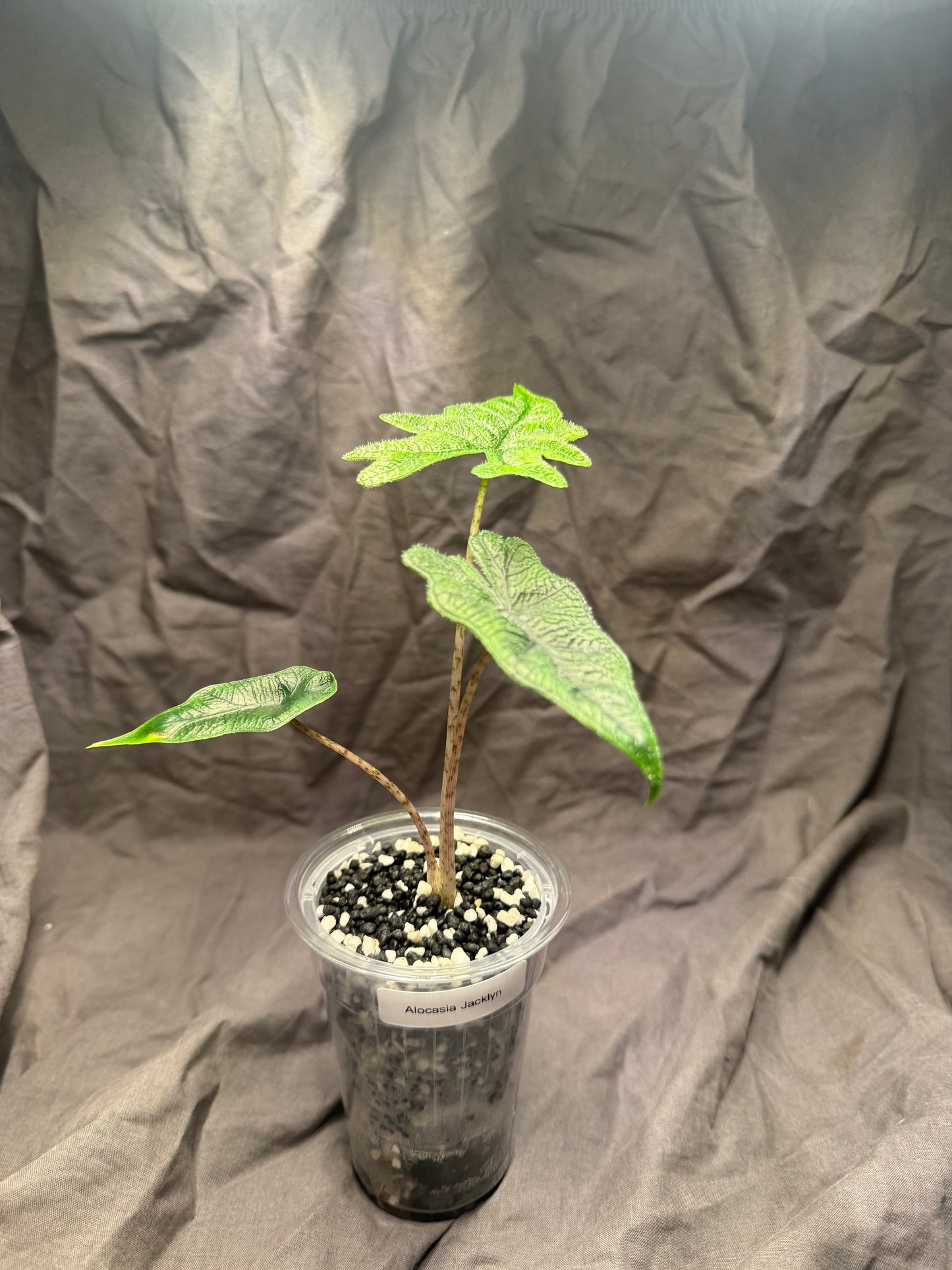 1 Set Grow bar light