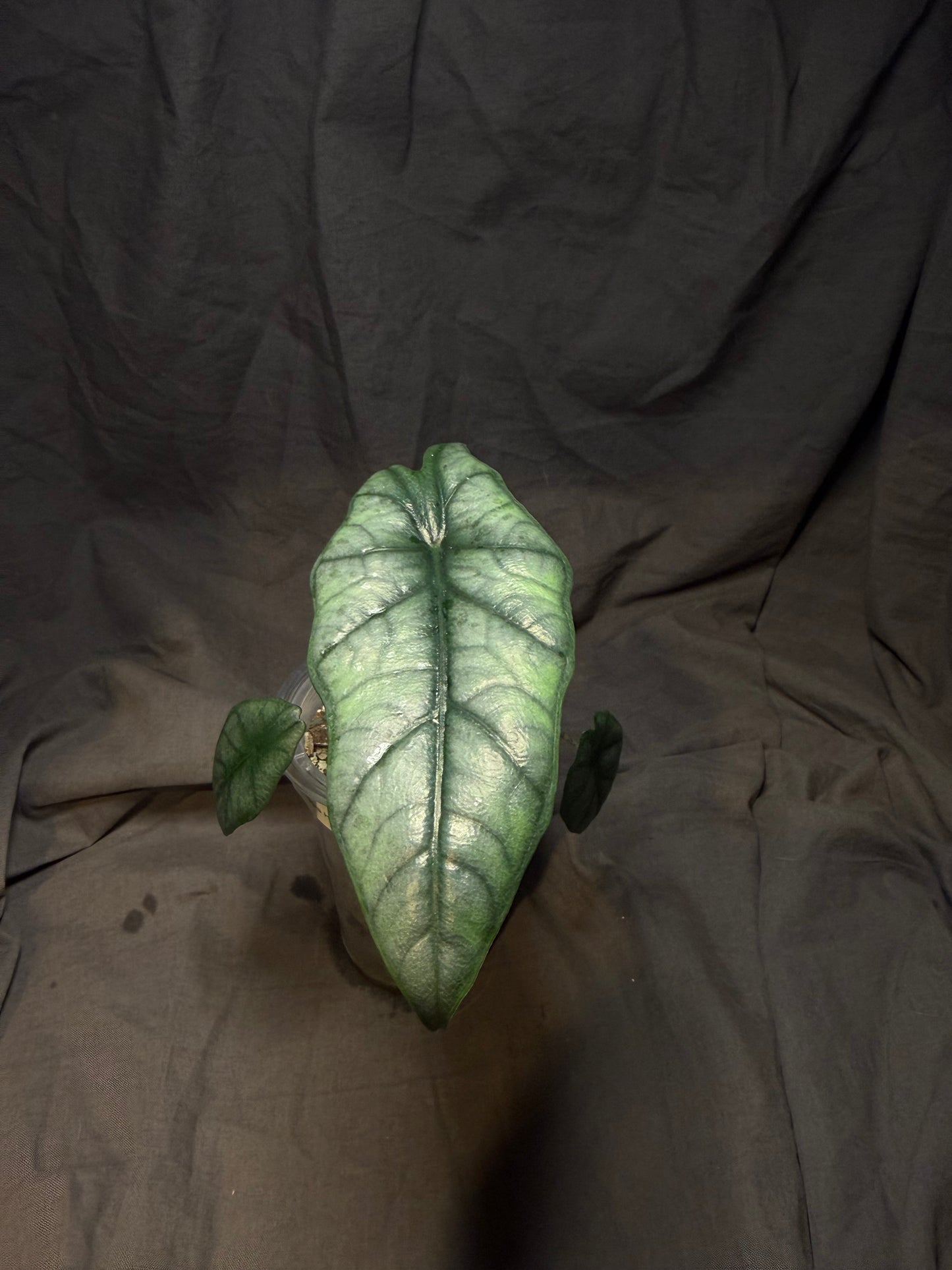 Alocasia Heterophylla (Dragons Breath)