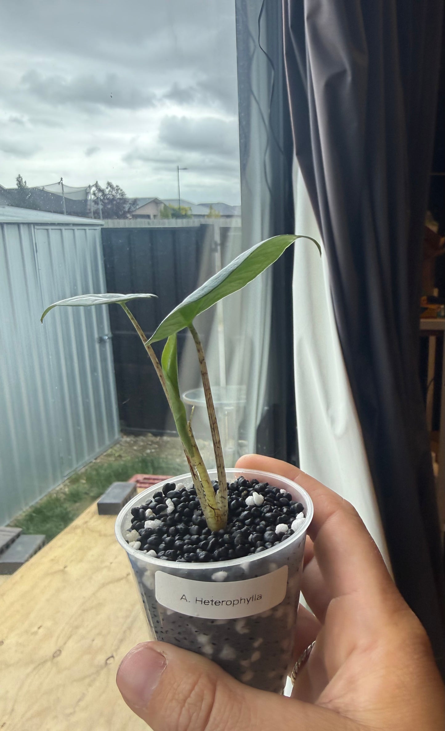 Alocasia Heterophylla (Dragons Breath)