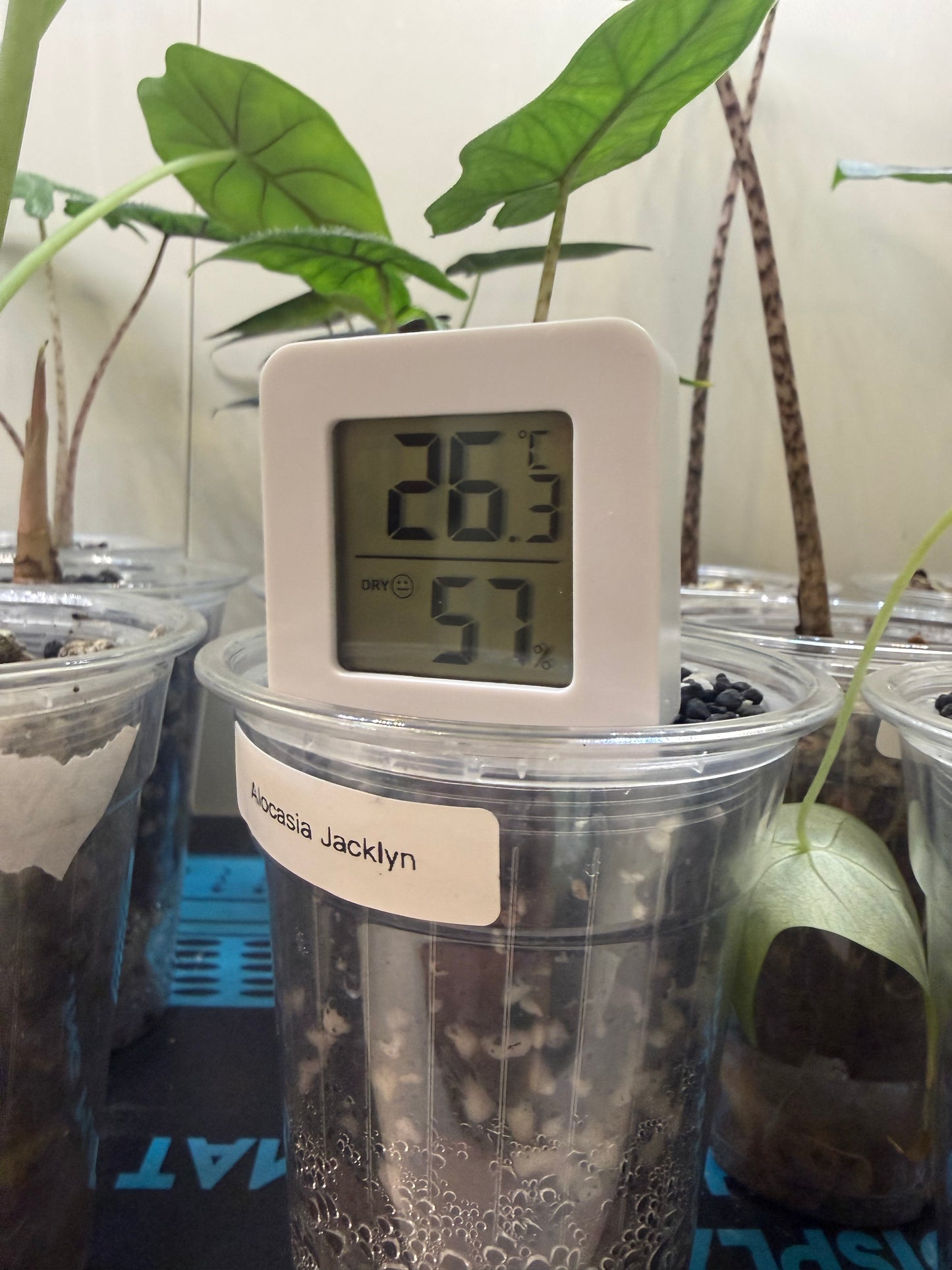 2x Digital thermometer and hygrometer