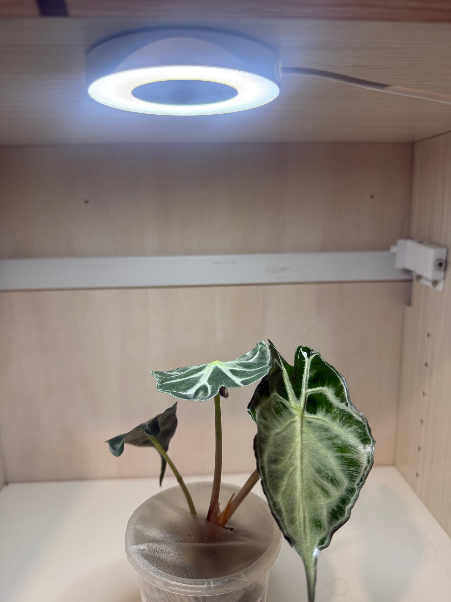 LED grow ring light