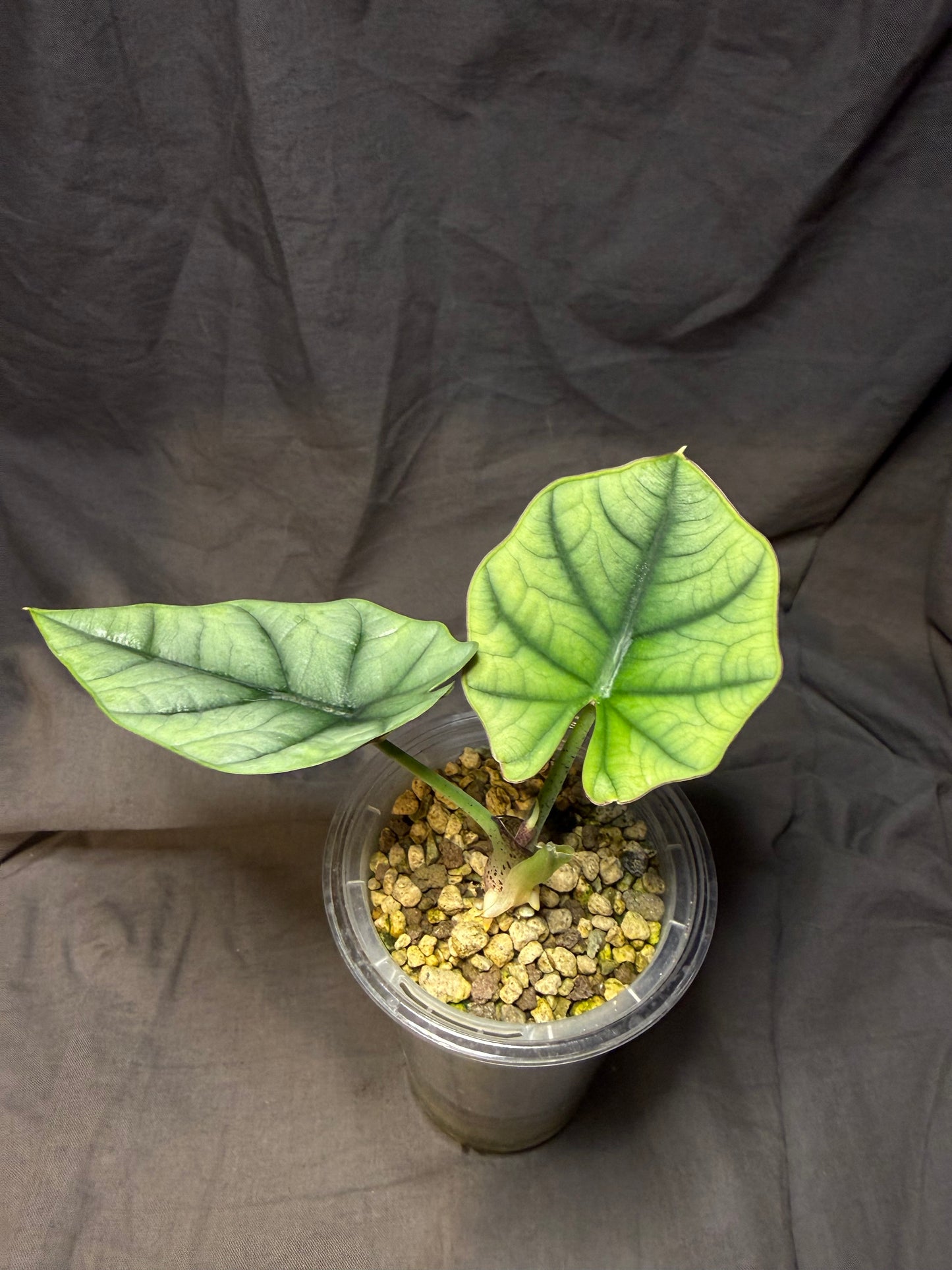 Alocasia Bisma