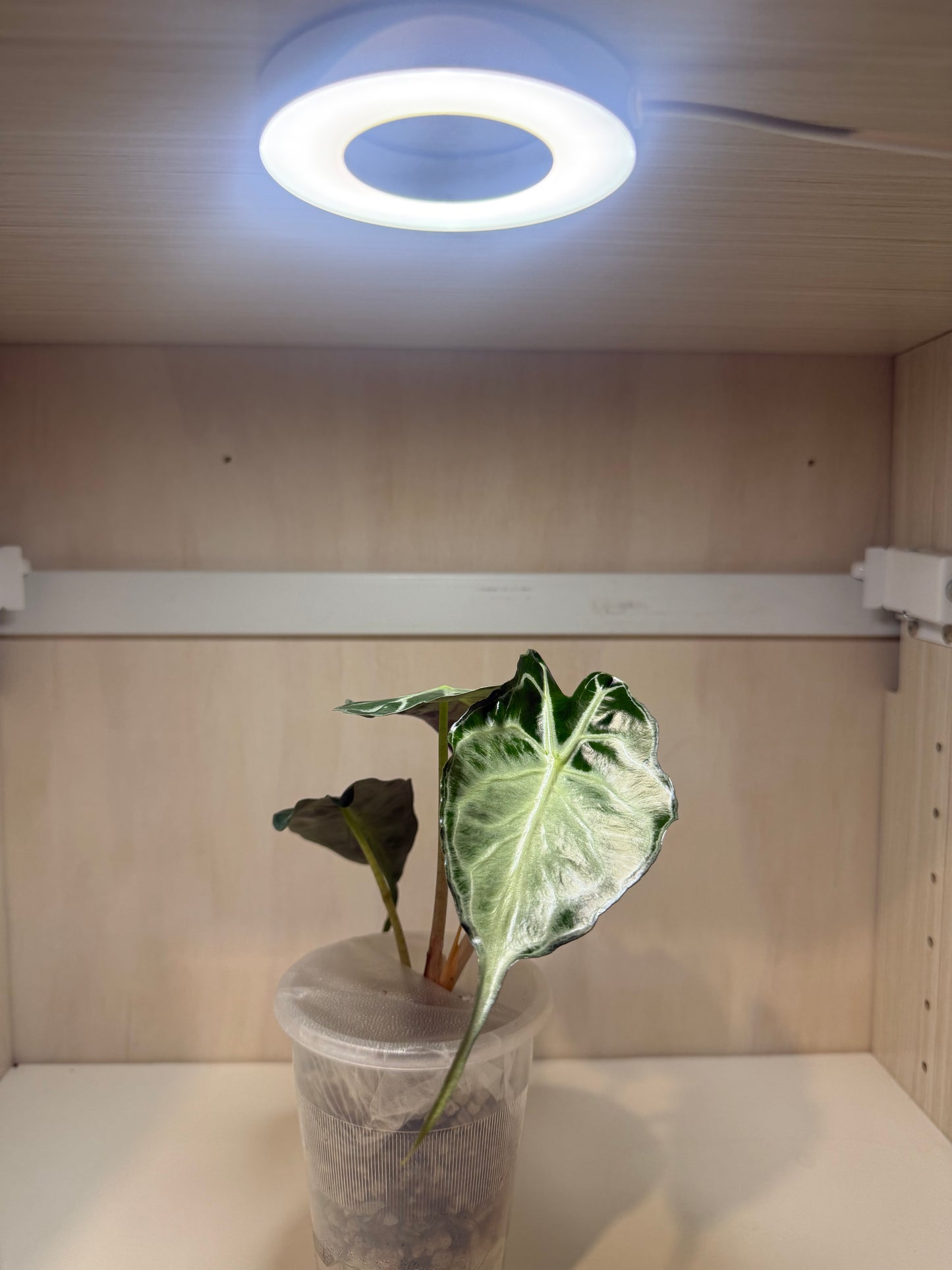 LED grow ring light