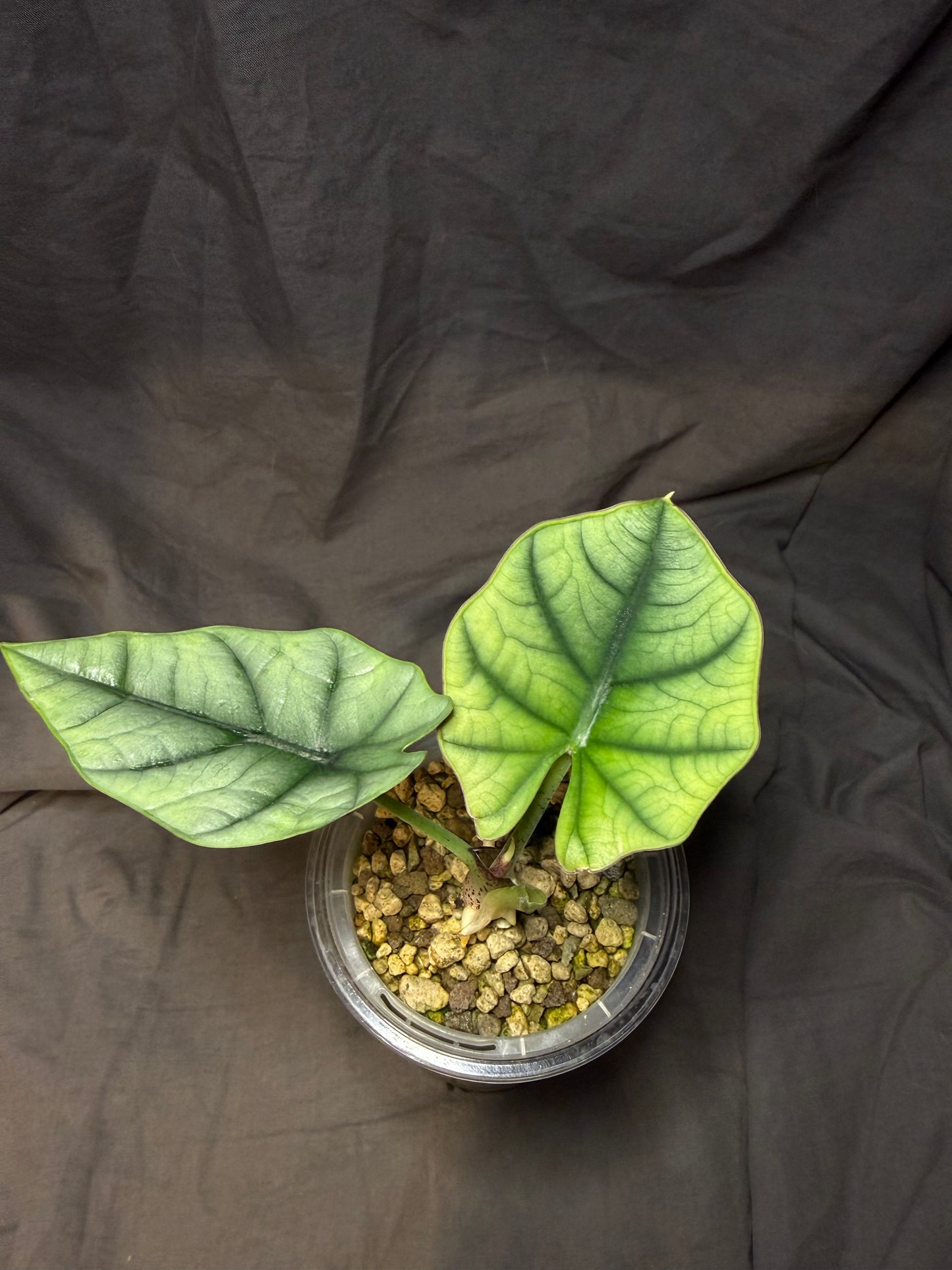 Alocasia Bisma