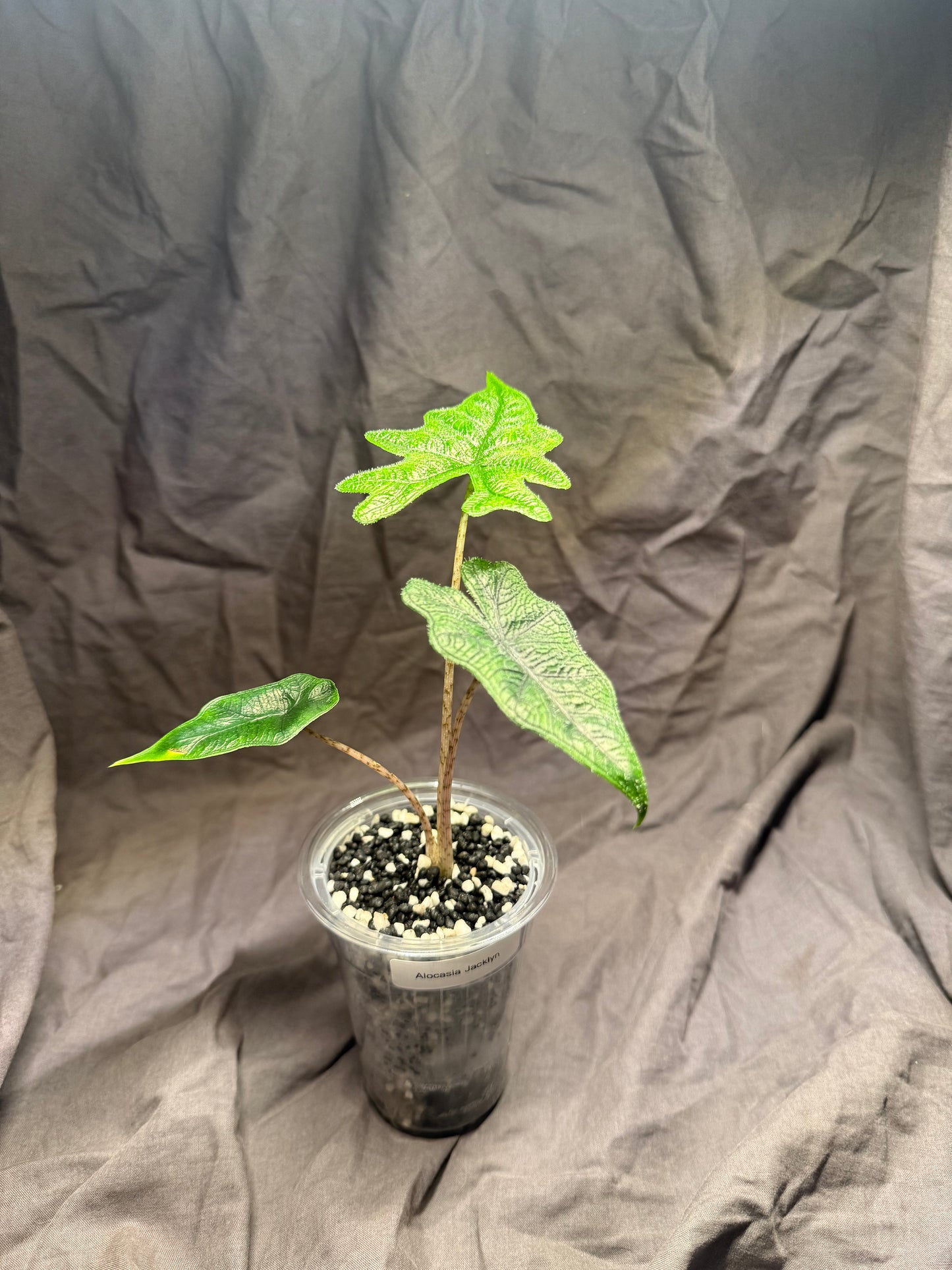 2 Set Grow bar light