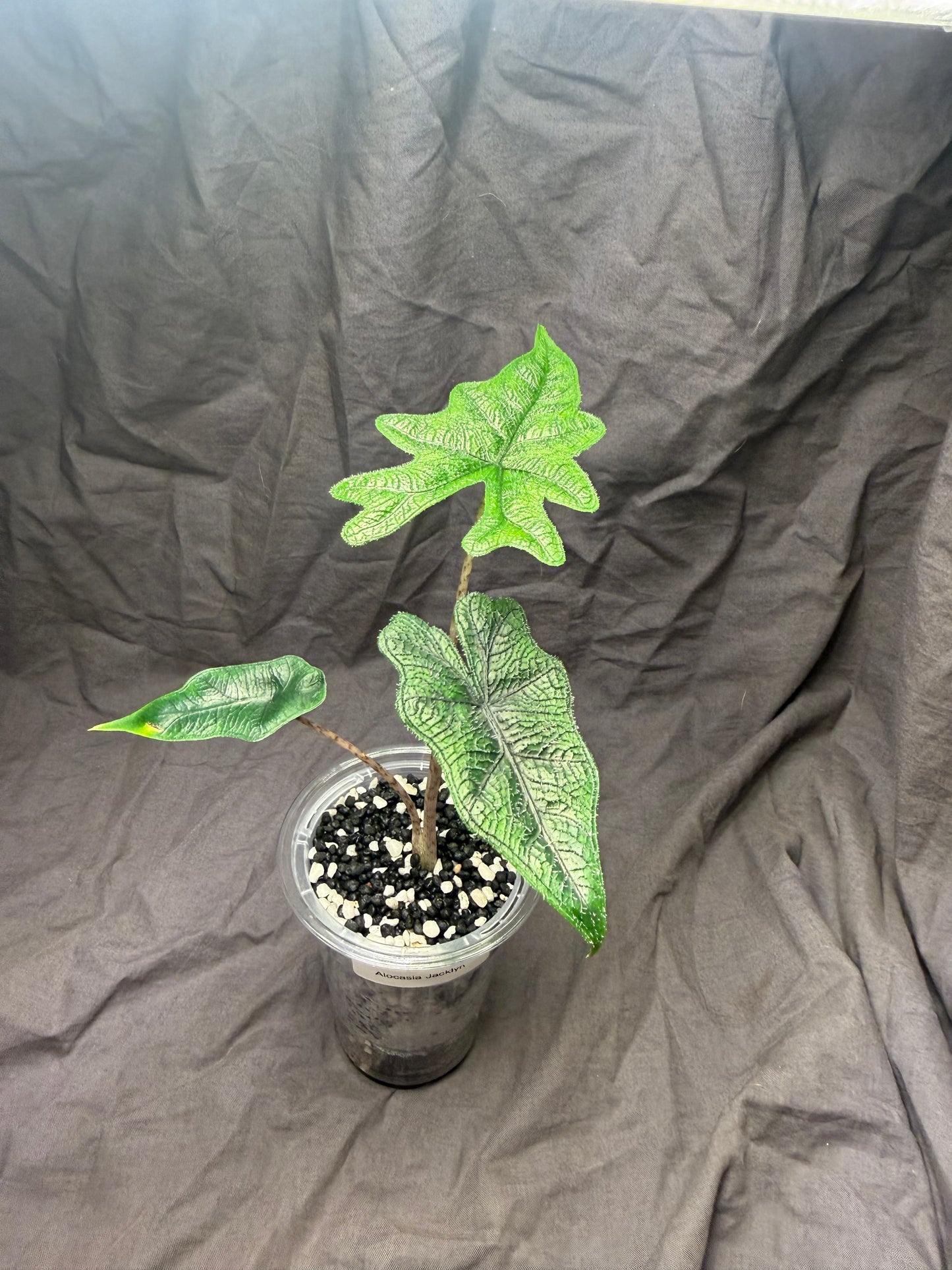 4 Set Grow bar light