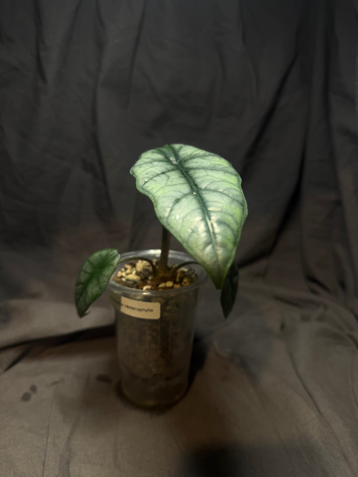 Alocasia Heterophylla (Dragons Breath)