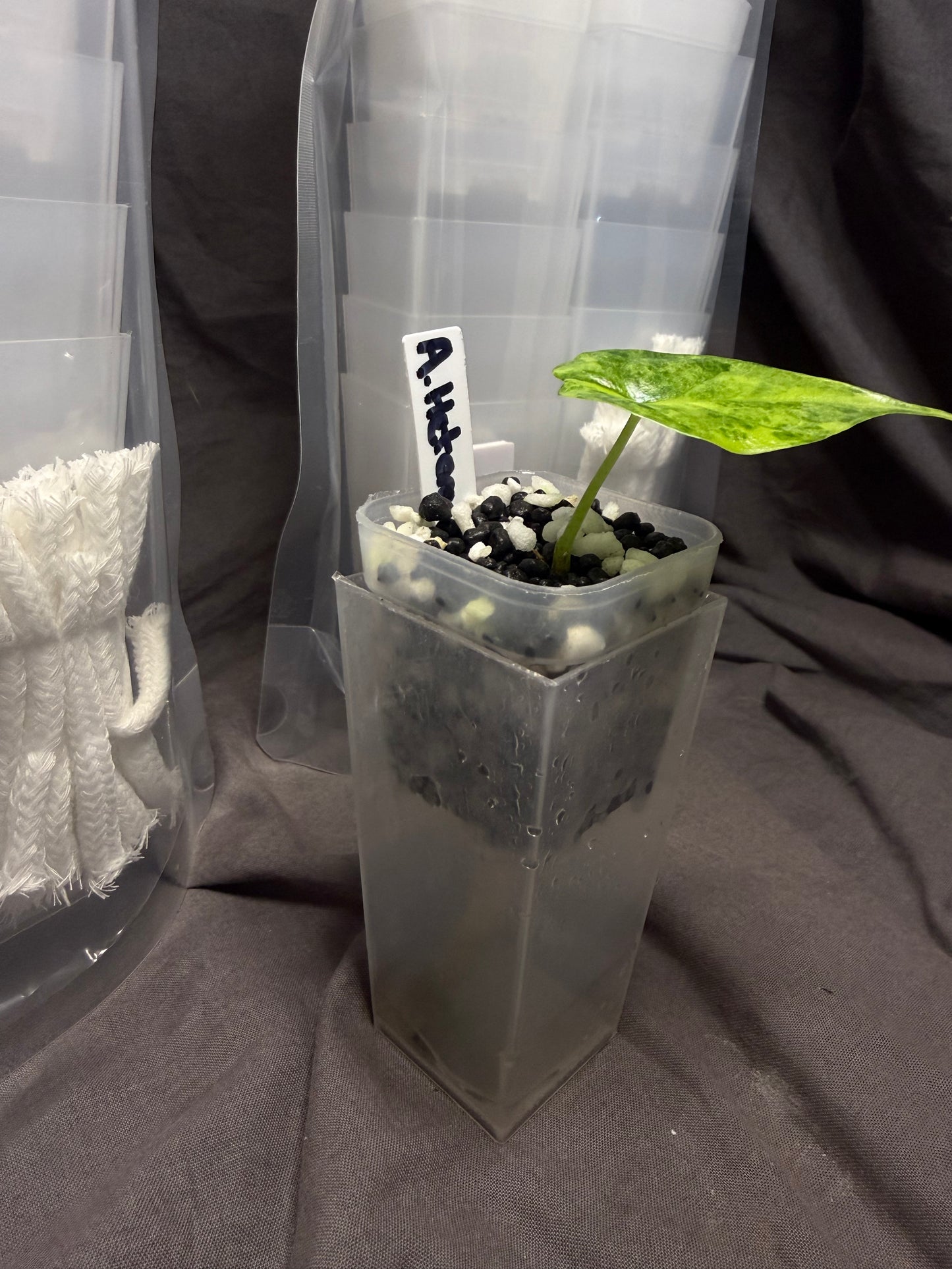 Mini self watering pots for corms