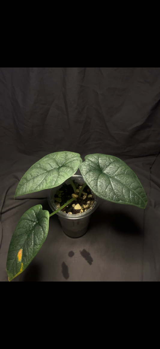 Alocasia Melo