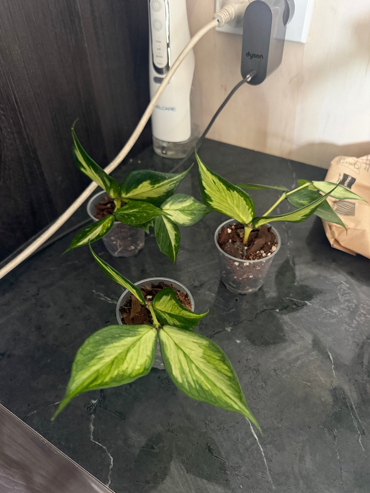 Hoya Polyneura Inner variegated