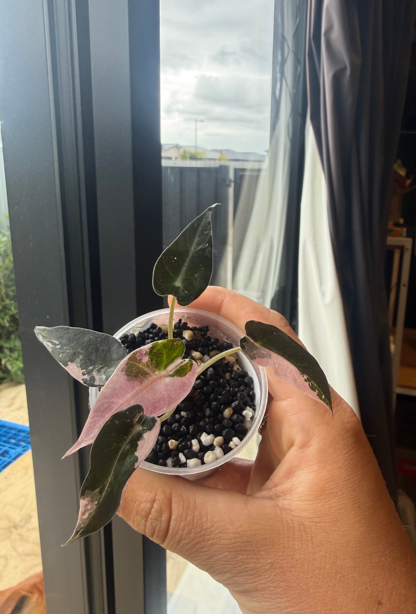 Alocasia Bambino (Variegated) #1