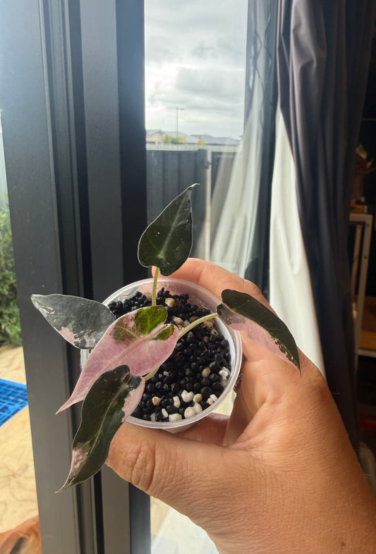 Alocasia Bambino (Variegated) #1