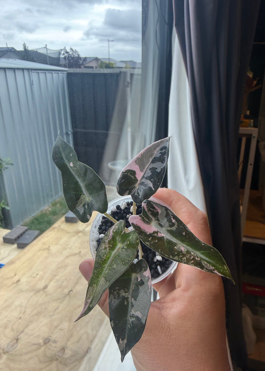 Alocasia Bambino (Variegated) #2