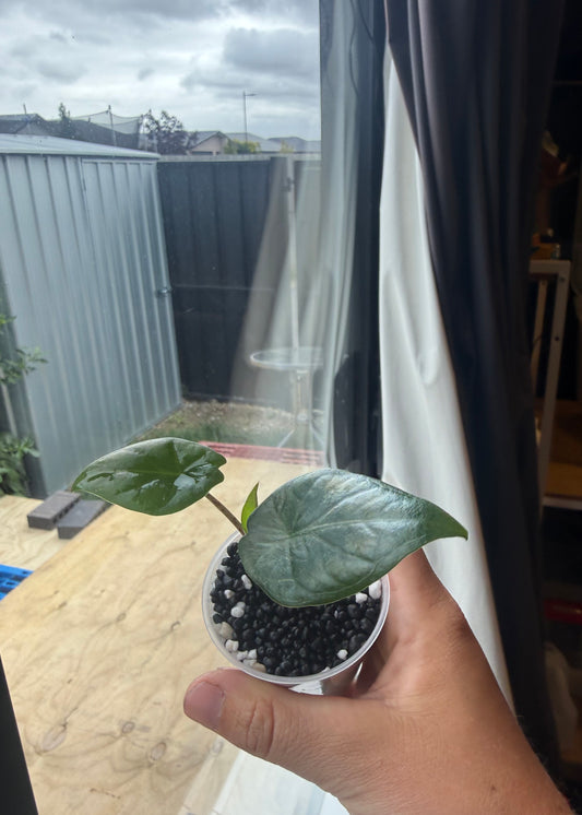 Alocasia Heterophylla (Dragons Breath)