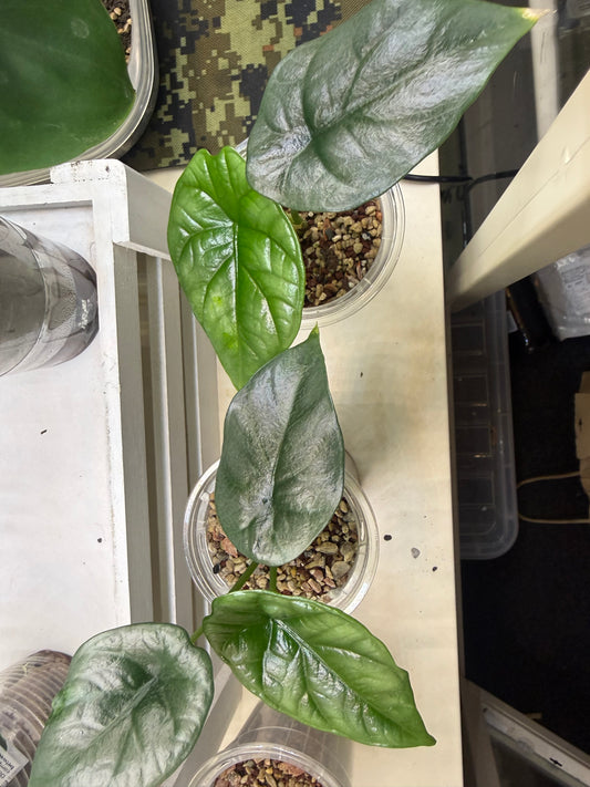 Alocasia Sinuata (quilted dreams)