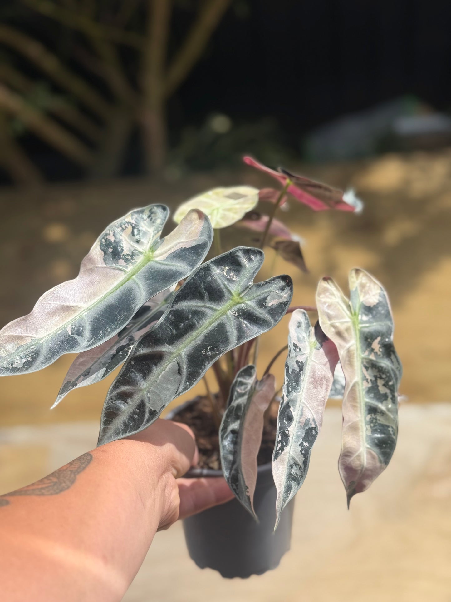 Large Variegated Alocasia Bambino