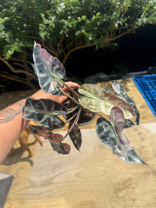 Large Variegated Alocasia Bambino