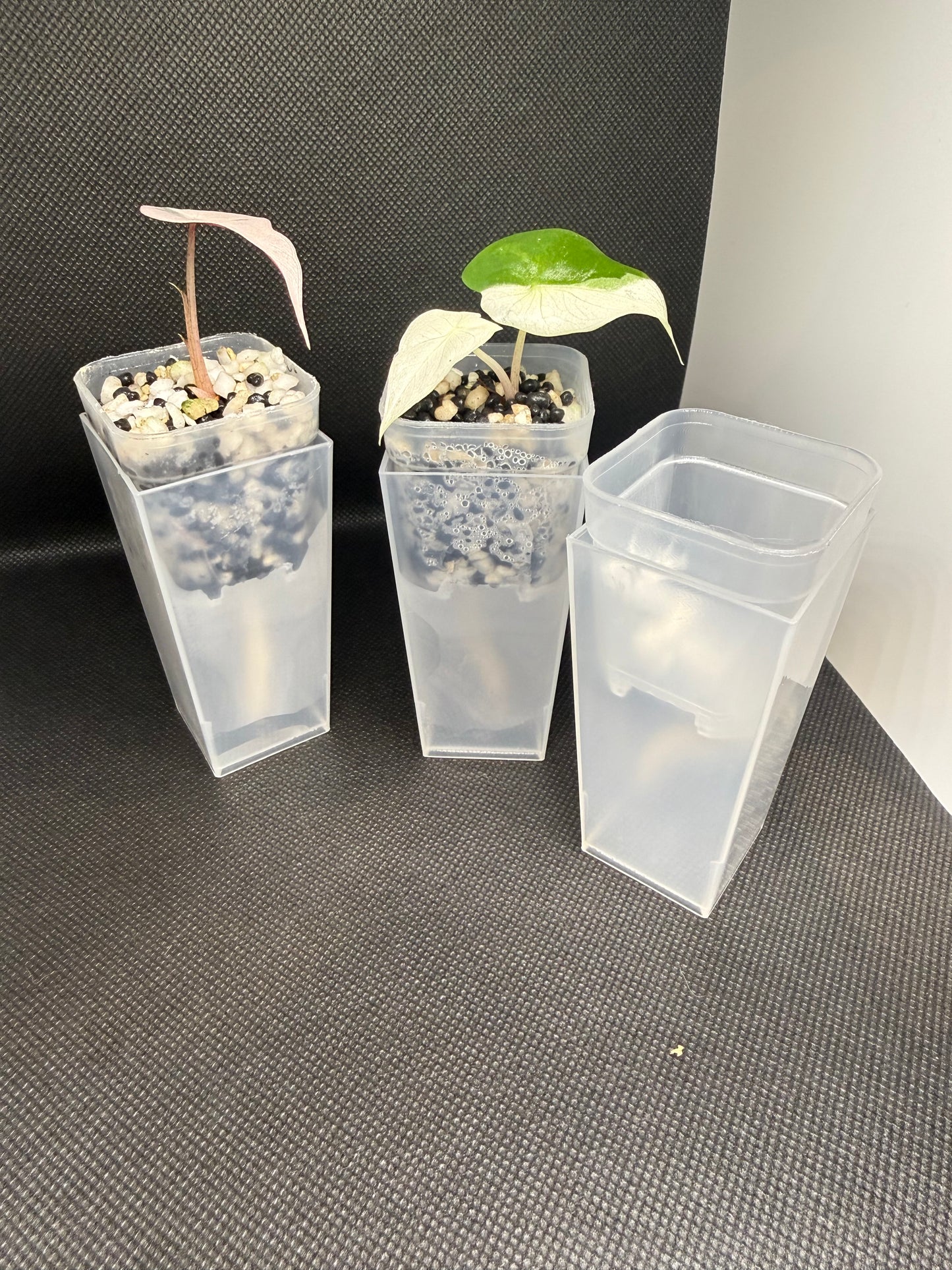 Mini self watering pots for corms