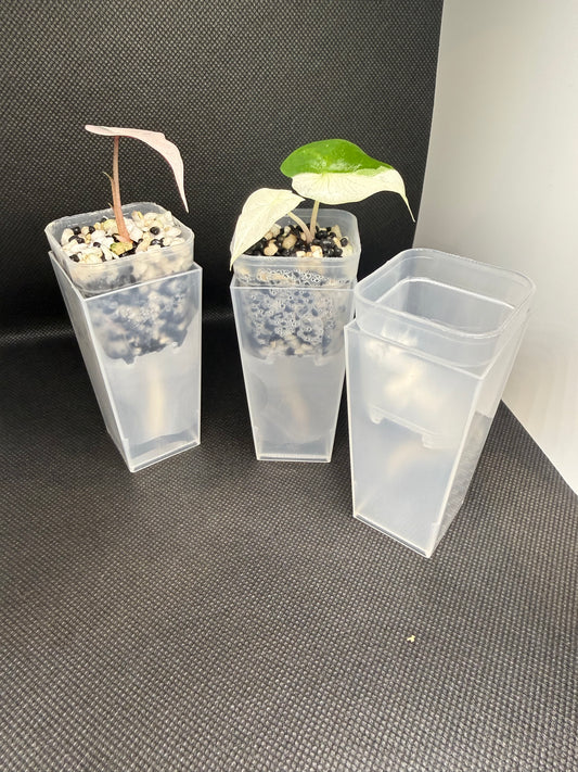 Mini self watering pots for corms