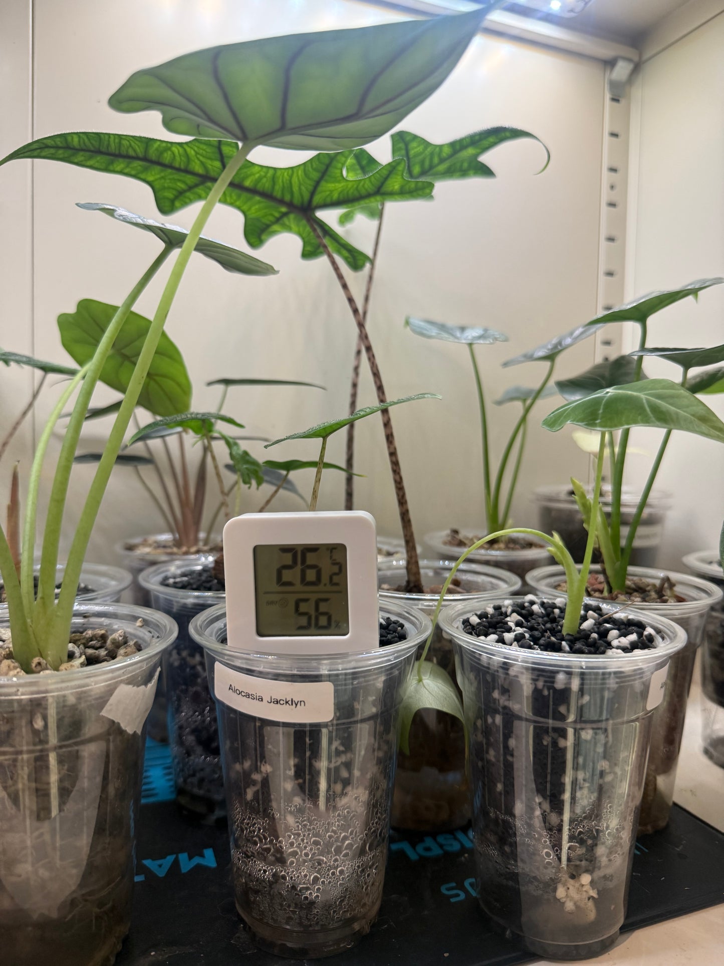 2x Digital thermometer and hygrometer