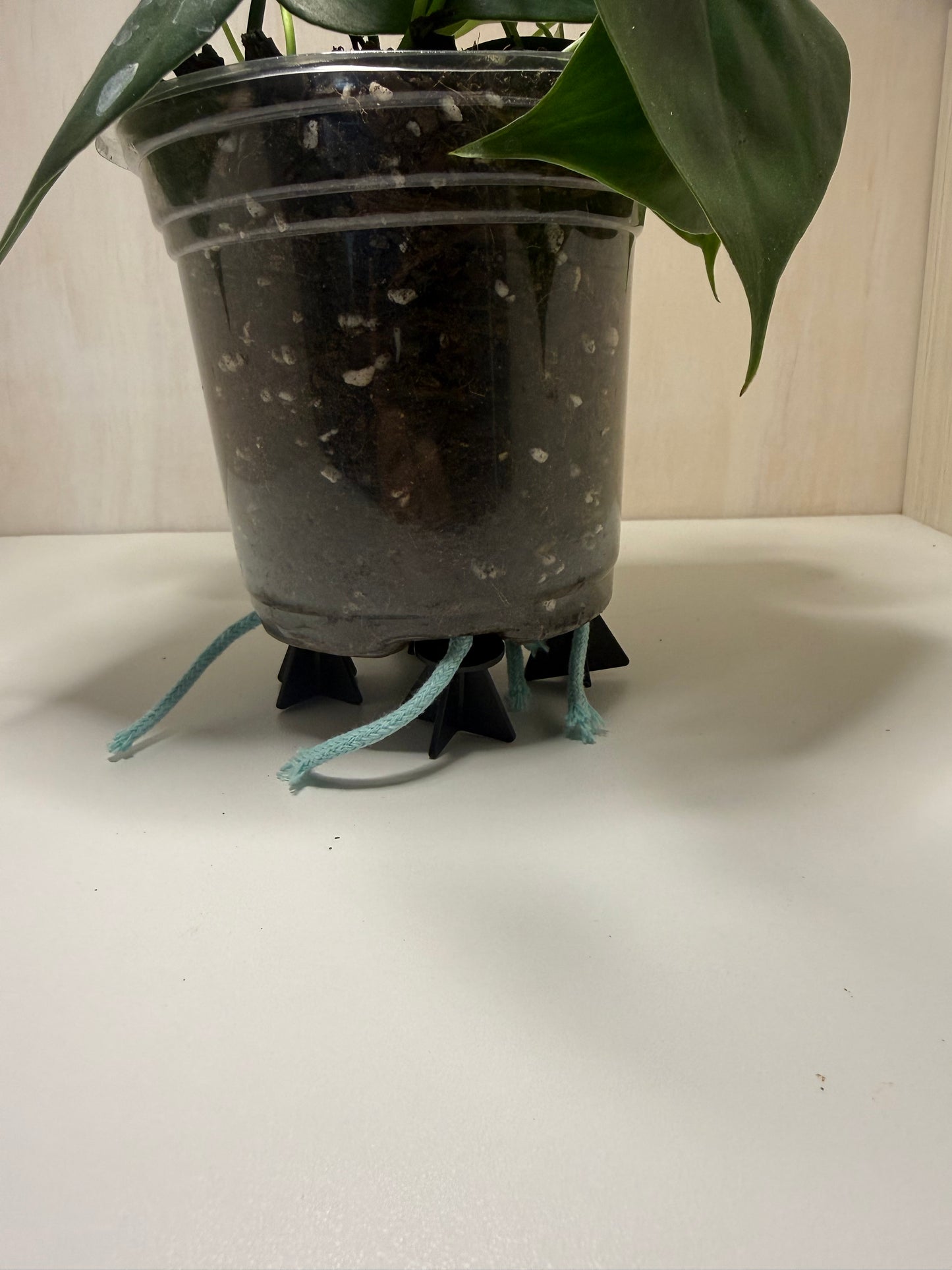 5x self watering spikes