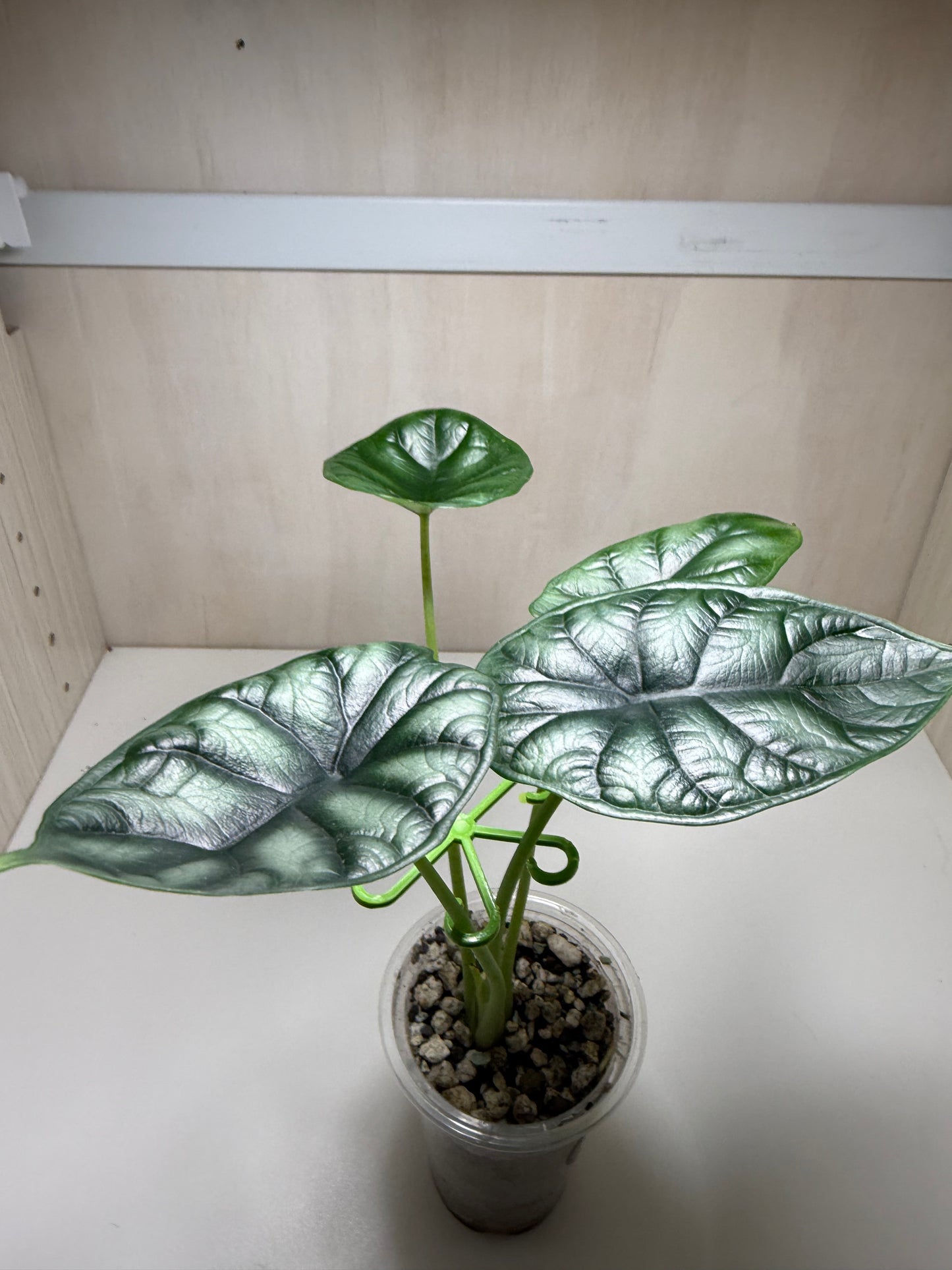 Plant stem binding hooks