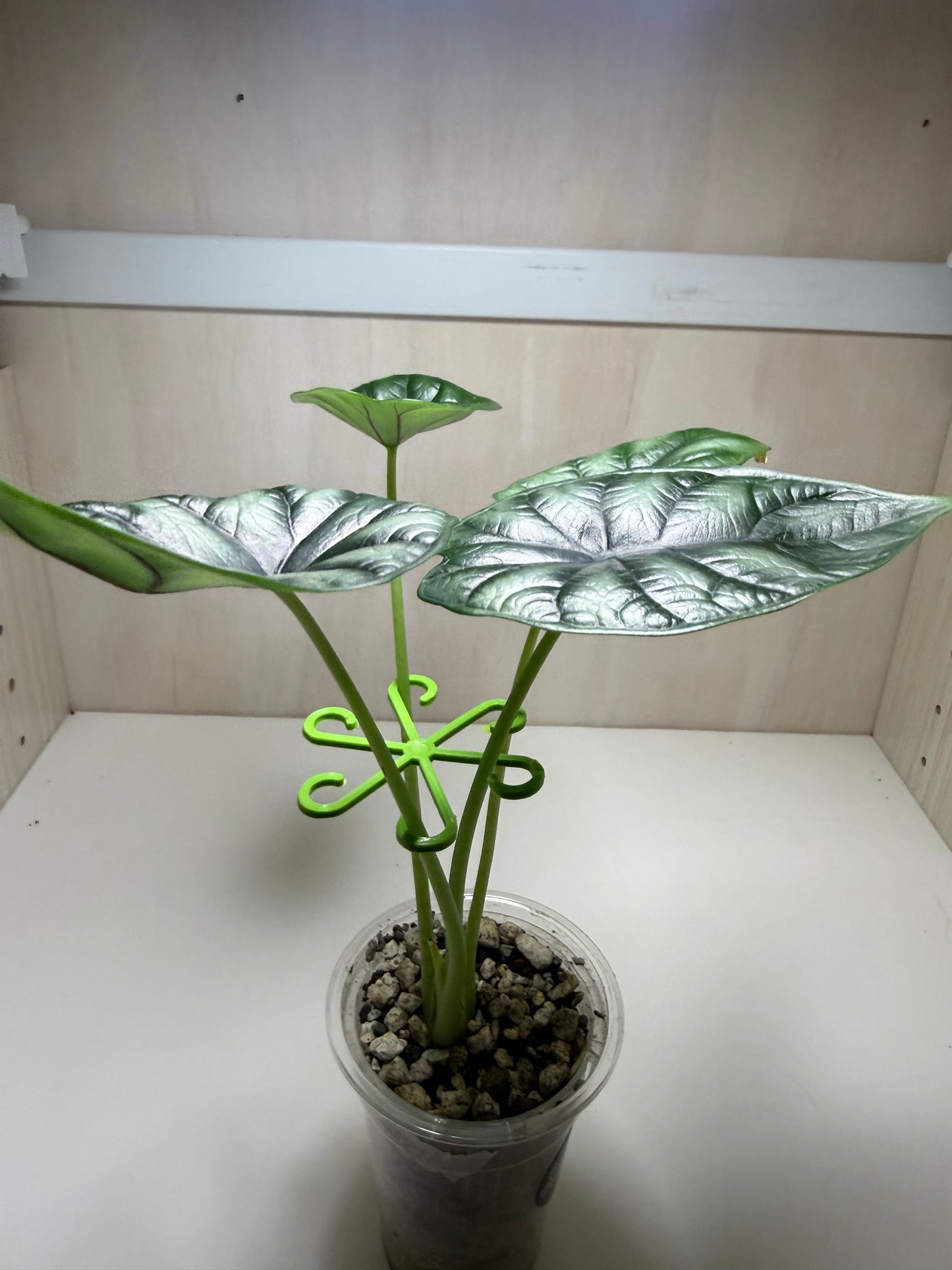 Plant stem binding hooks